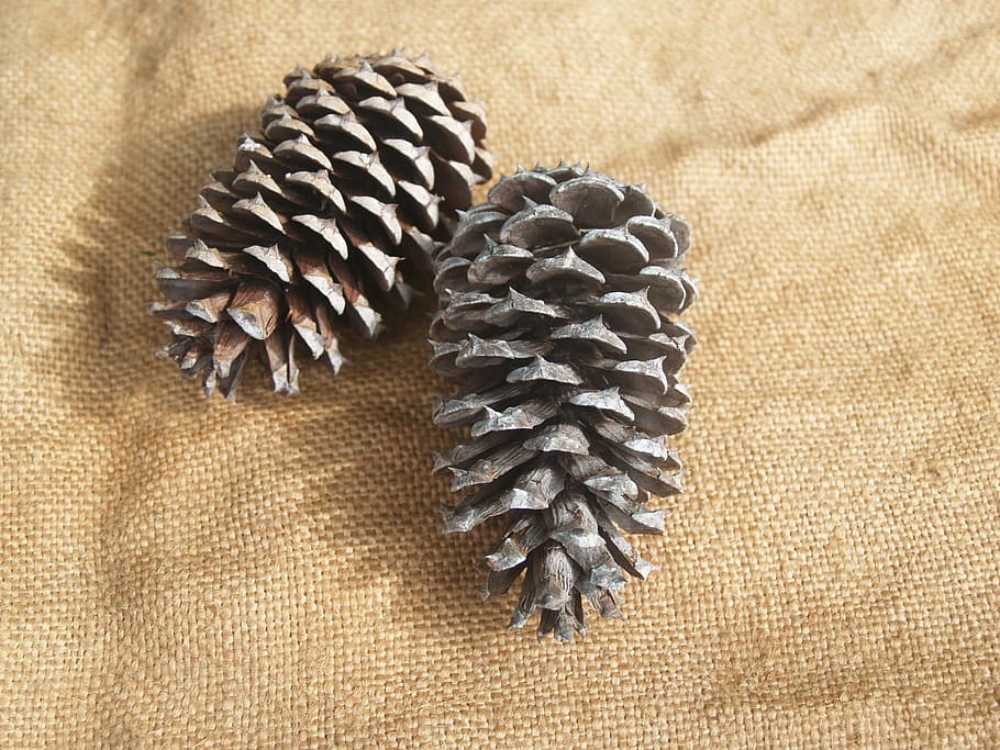 pine cone, pine cones, rough, prickly, pine tree, hessian, rustic, decoration, close-up, still life