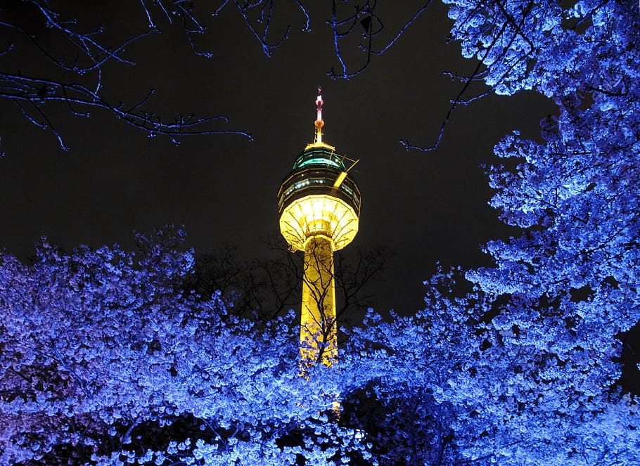 tower, beoc flowers, night view, lights, night, light, lighting, atmosphere, republic of korea, the night sky