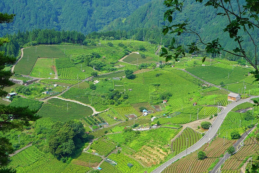 japan, prefecture side, green, field, gifu, sky, tea plantation, tea, machu picchu, village