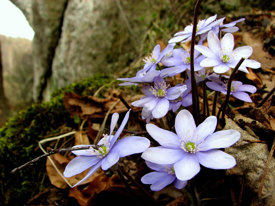 Flor, Liverwort, Primavera, flores, floresta, vales perto de Cracóvia, natureza, rochas, ninguém, beleza da natureza