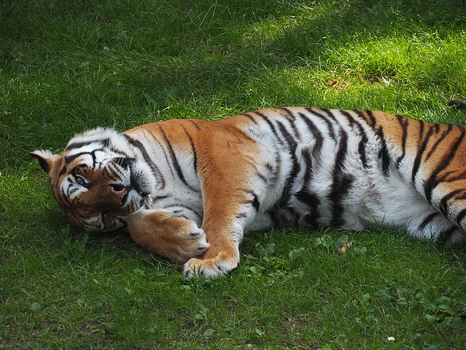 Tiger, Zoo, Cat, Germany, Serengeti Park, grass, one animal, animals in the wild, animal wildlife, lying down