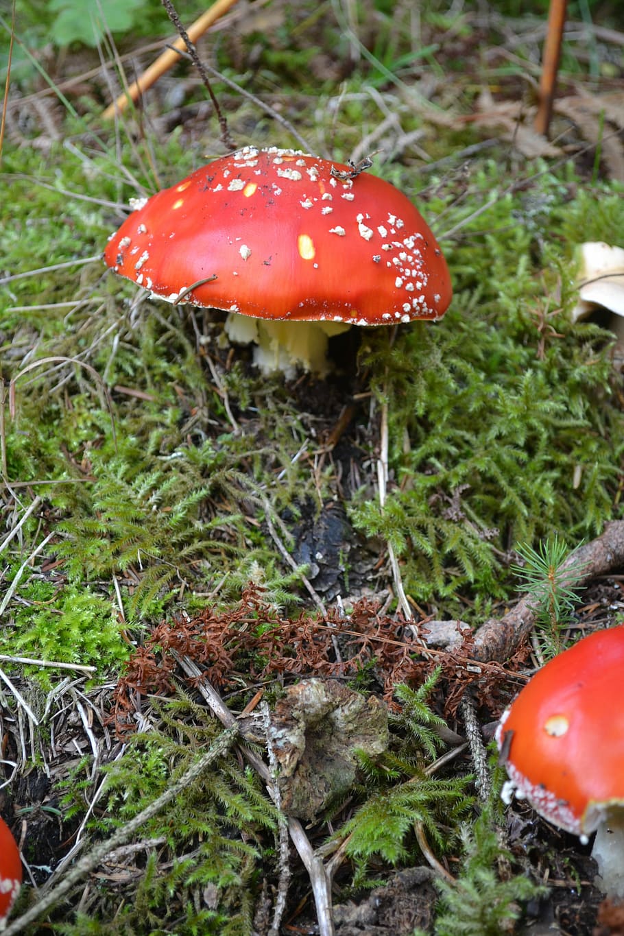 Fly Agaric, Mushrooms, Amanita Muscaria, fly agaric, mushrooms, poisonous, red, natural, nature, forest, mushroom