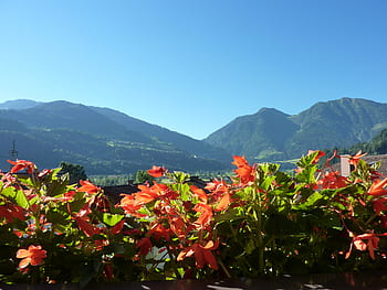 Page 8 - Royalty-free balcony plant photos free download - Pxfuel