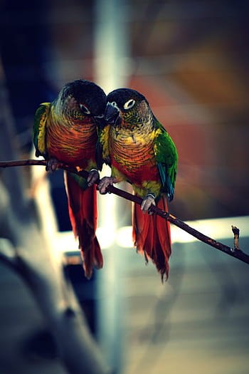 bird-color-parrot-royalty-free-thumbnail.jpg