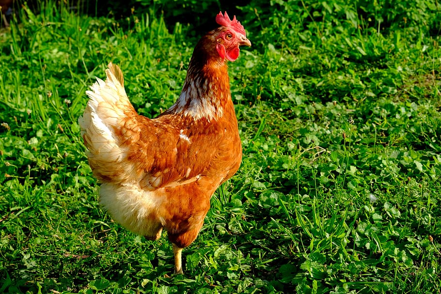 chicken, outdoor, poultry, hen, animal, brown, bird, plumage, happy hens, feather