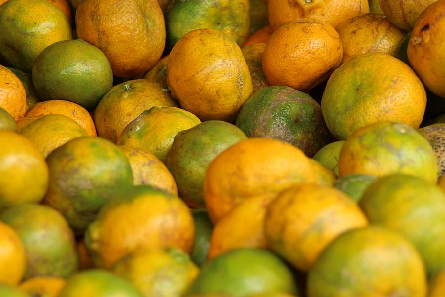 fruta, naranja, caruaru, feria, agricultor, recife, pernambuco, cultura, brasileña, comida fresca