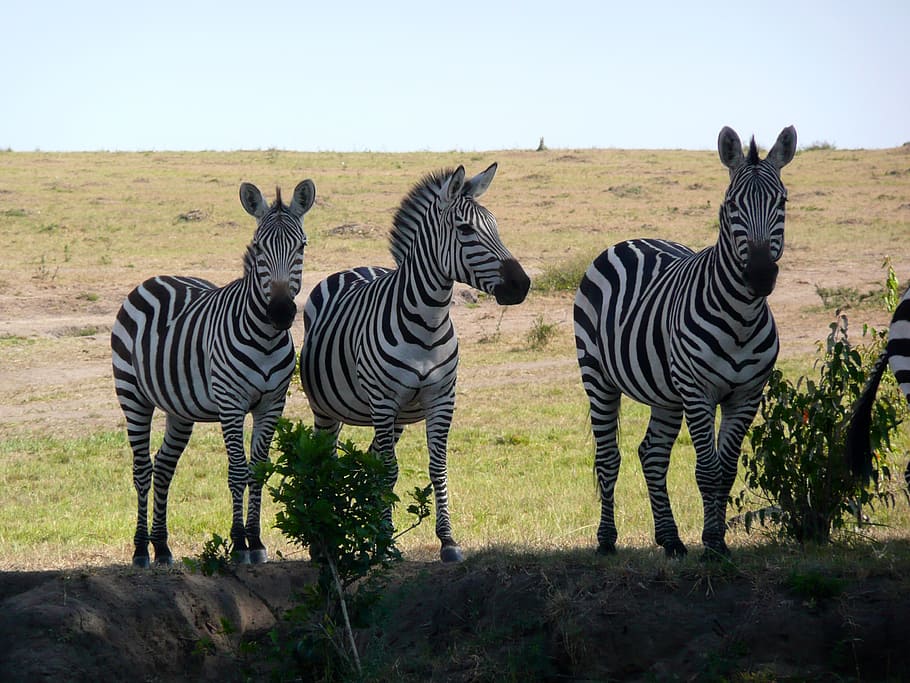 cebra, kenia, fauna, áfrica, animal, mamífero, safari, naturaleza, viaje, mara