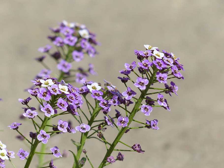 doldiger cress, cress, inflorescence, flowers, flower, plant, violet, white, small, purple