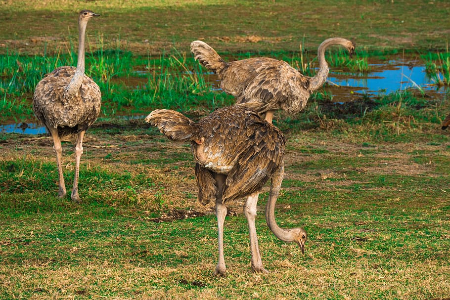 ostrich, africa, safari, ostriches, bird, wildlife, animal, animal themes, animals in the wild, animal wildlife