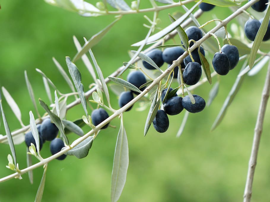 close, blue, berries, close up, olives, olive branch, fruits, olive tree, plant, olea europaea