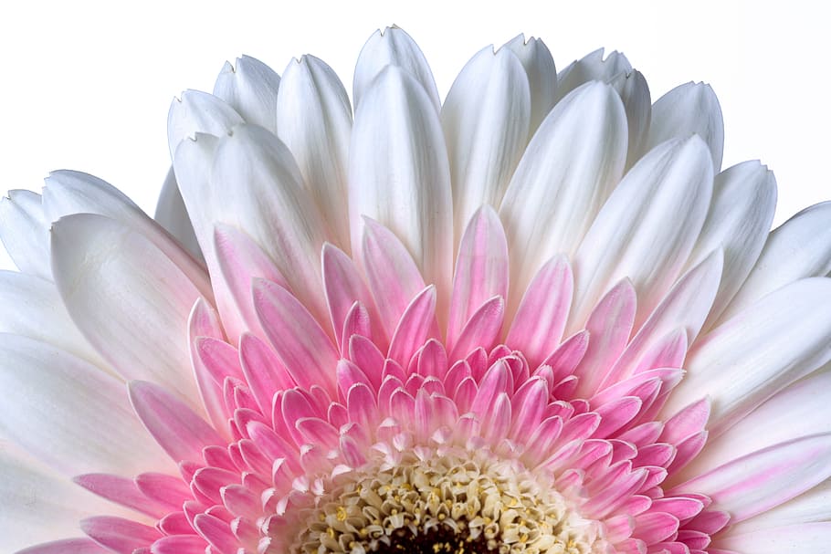 クローズアップ写真 白 ピンク ガーベラデイジー ブルーム 花 植物 自然 花びら 開花 Pxfuel