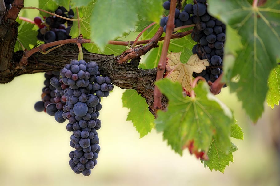 focused, purple, grapes, fruit, climber, wine, vineyard, grape, winery, food