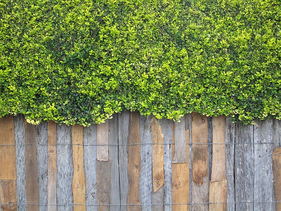 wall, wooden wall, rustic, shrub, plant, tables, nature, backgrounds, wood - Material, pattern