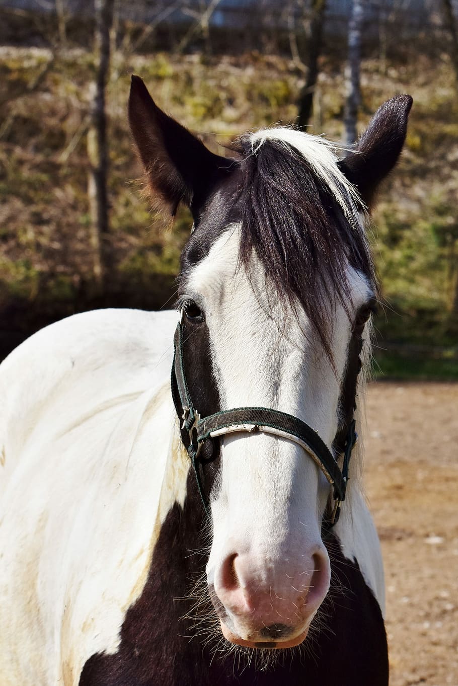 white, black, horse, horse head, mold, reiterhof, stall, white horse, stallion, paddock