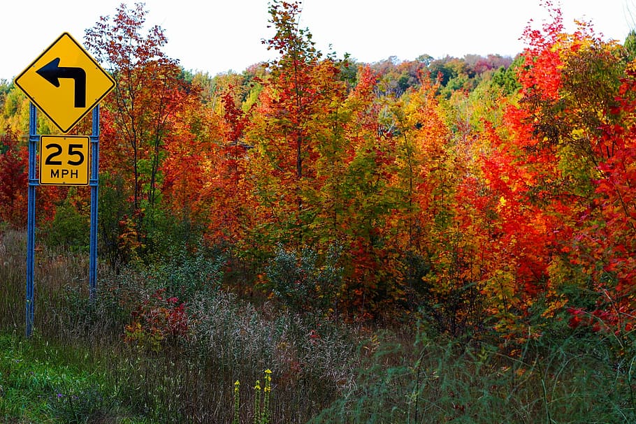 otoño, árboles, hojas, colores, límite de velocidad, señal de tráfico, signo, comunicación, planta, naturaleza