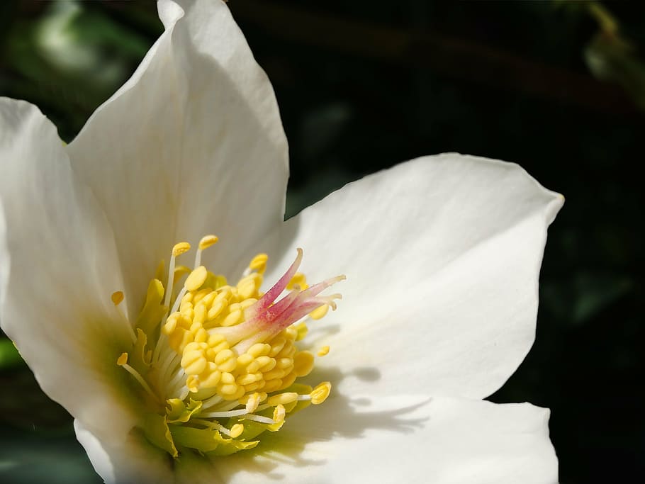 christmas rose, blossom, bloom, white, flower, anemone blanda, early bloomer, winterblueher, plant, nature