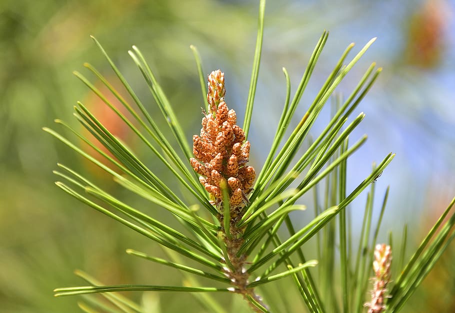 pinus, sewing needle, tree, evergreen, plant, nature, beauty in nature, close-up, focus on foreground, growth
