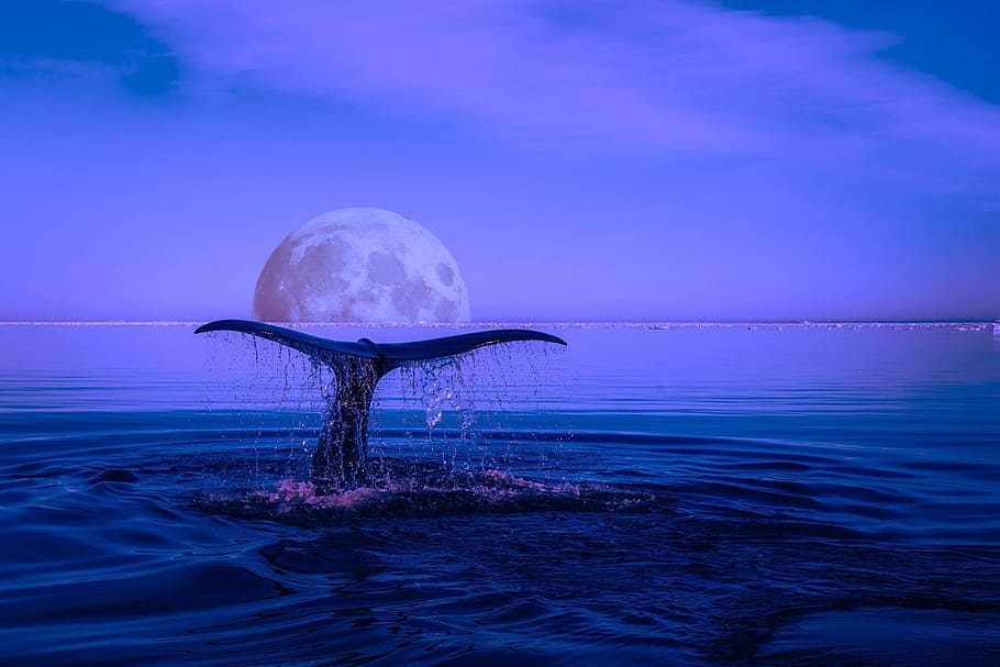 foto, cola de ballena, noche, ballena, incumplimiento, vida marina, océano, luna, ediciones, mamífero