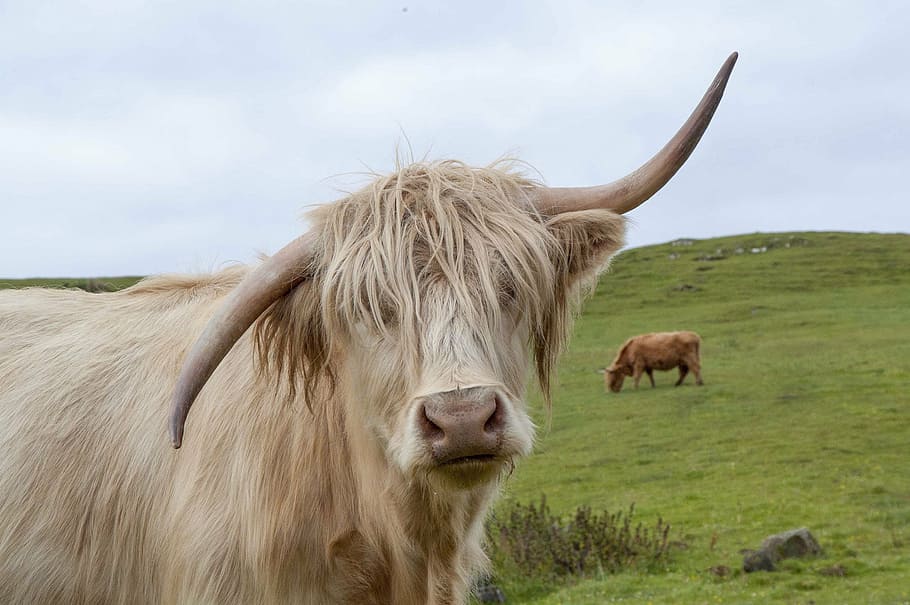 vaca branca, vaca das terras altas, escócia, terras altas, escocês, peludo, gado, paisagem, natureza, fazenda