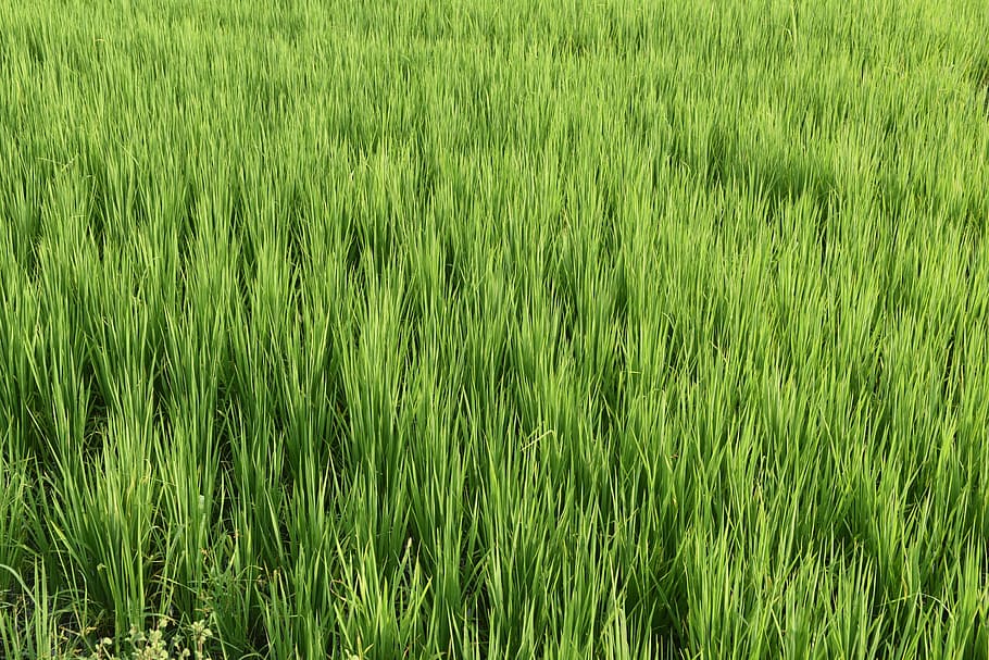 nature, paddy, rice, green color, plant, field, growth, grass, land, backgrounds