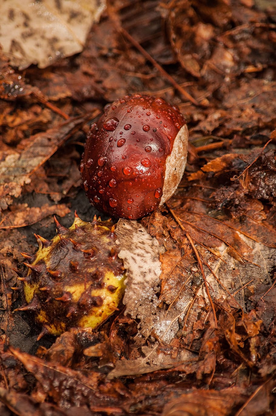 chestnut, peel, lies, still life, food, close-up, nature, vegetable, mushroom, food and drink