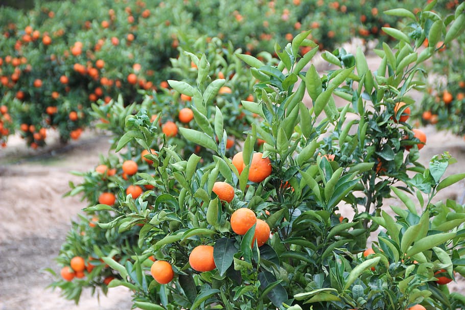 orange grove, fruit growing, orchard, oranges, citrus fruit, fruit tree, bush, tree, vitamins, food