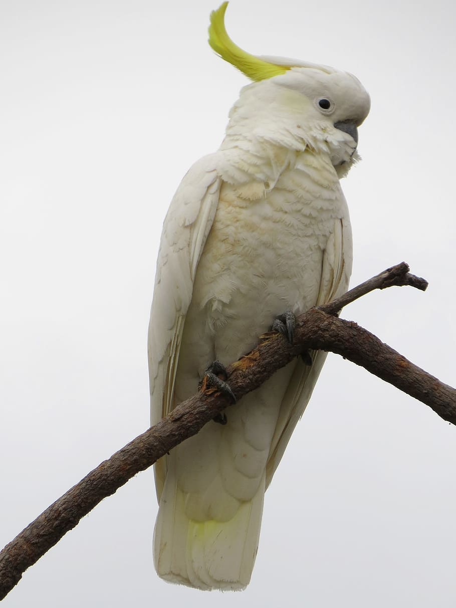 cockatoo, perched, tree branch, sulphur-crested cockatoos, cacatua galerita, fauna, birds, avian, australia, parrots