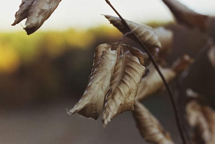 Colorful, Autumn, Leave, brown dried leaves, leaf, plant part, close-up, dry, nature, focus on foreground