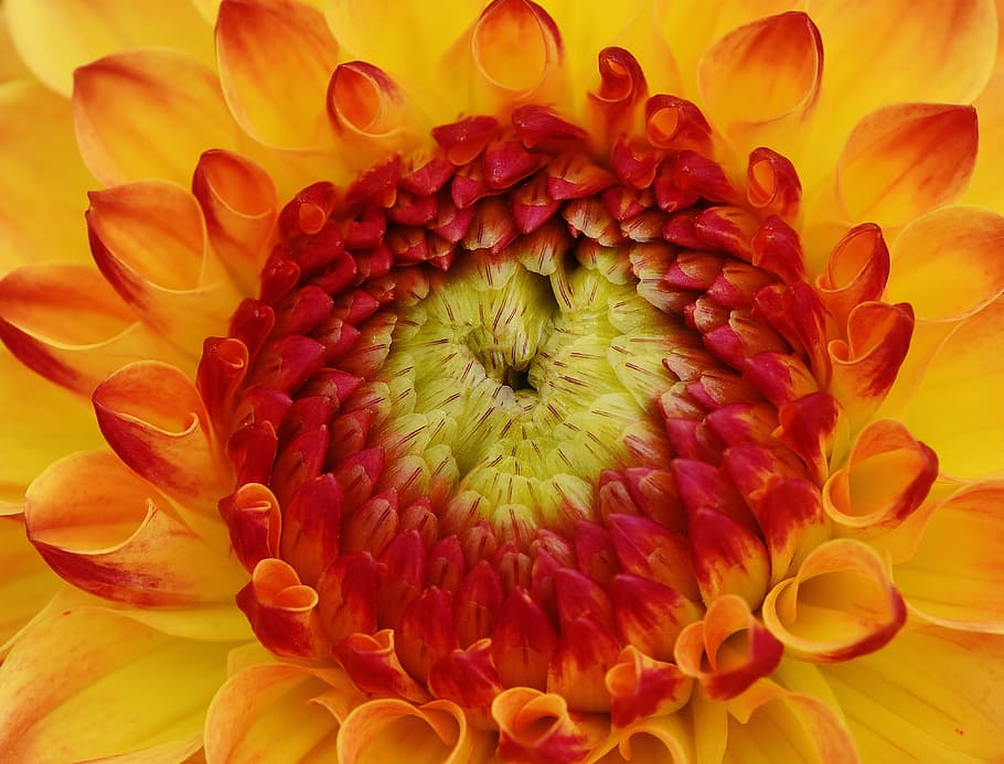 amarillo, naranja, flor de la dalia, fotografía macro, dalia, dalias, otoño, asteraceae, jardín de flores, flor ornamental