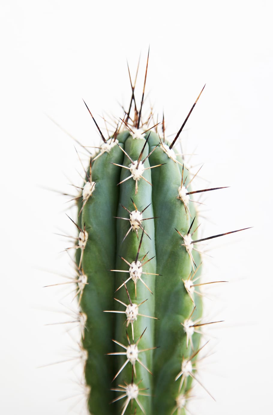 one, cactus, cacti, desert, green, plant, thorns, spines, macro, graphy