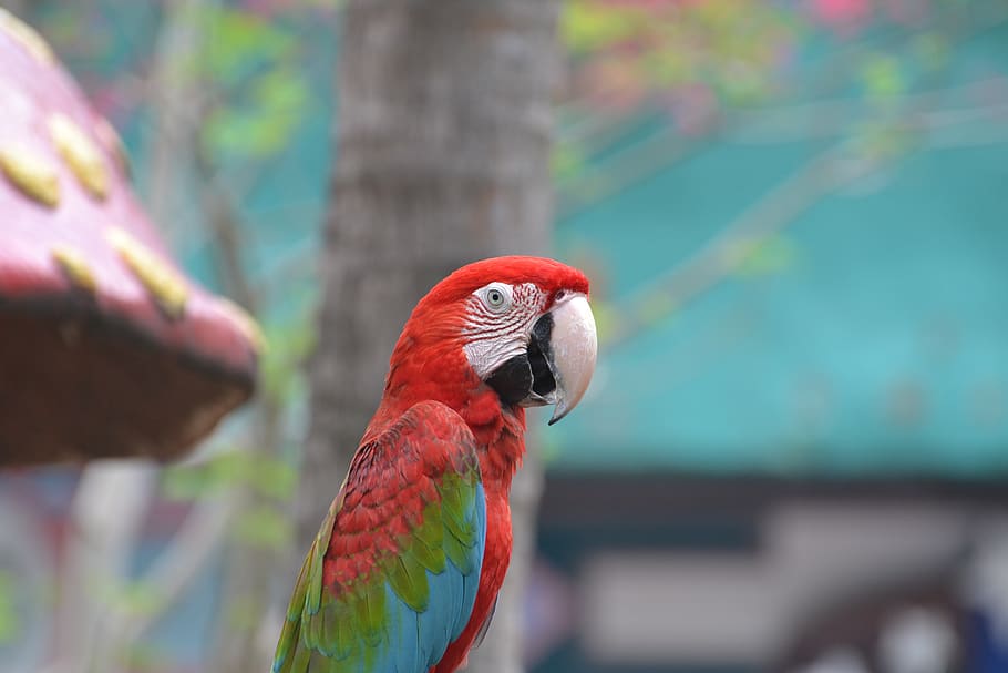 bird, macaw, parrot, beak, pirate, pet, wing, animal themes, vertebrate, animal