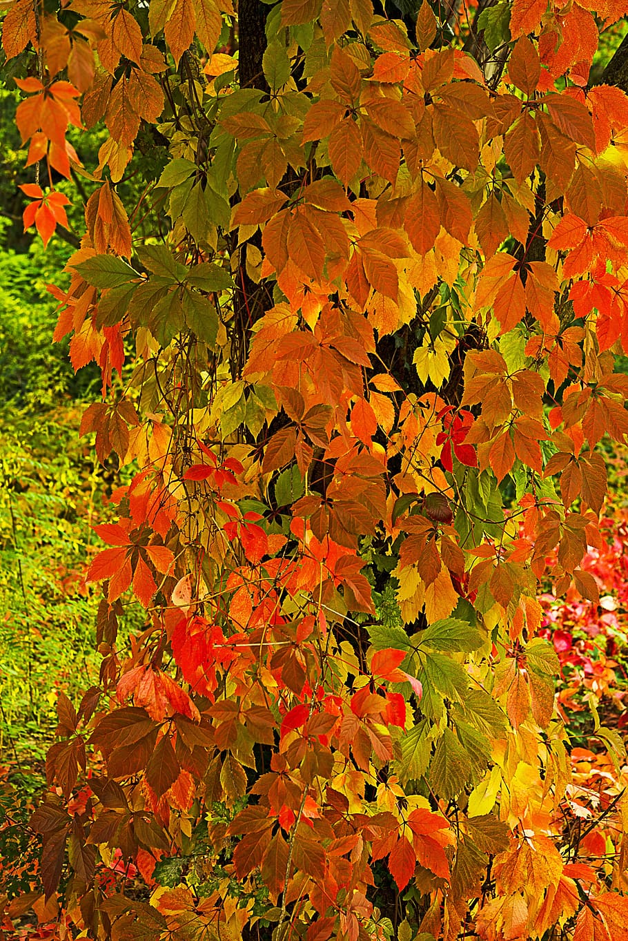 ツルニチニチソウ, クリーパー, 葉, 赤, 紫, オレンジ, 黄色, 秋, 明るい色, 秋の色