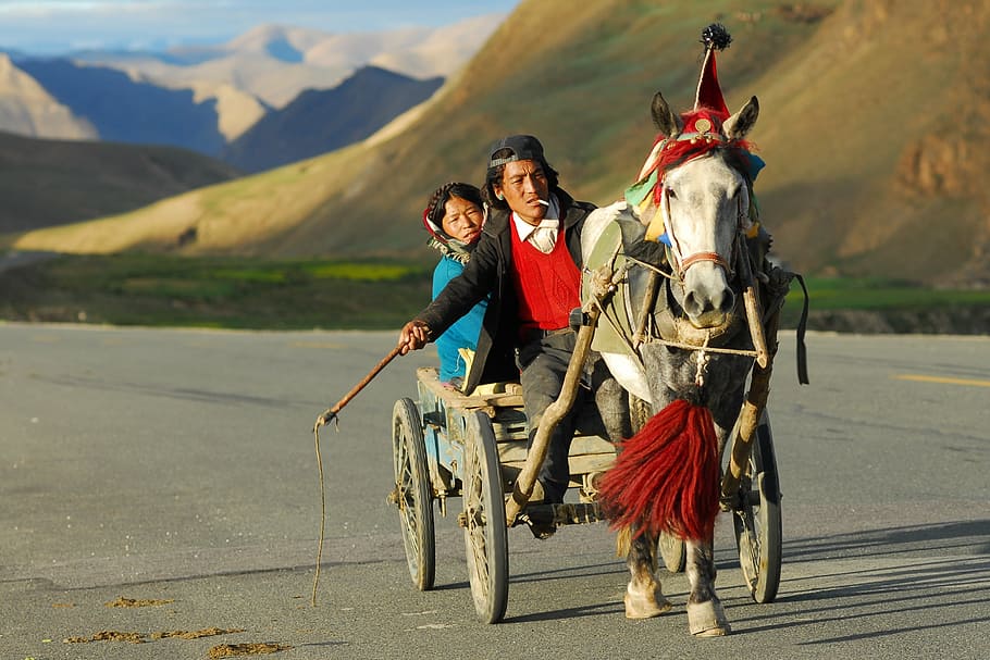 male, female, mongolians, riding, horse carriage, daytime, tibet, transport, landscape, coach