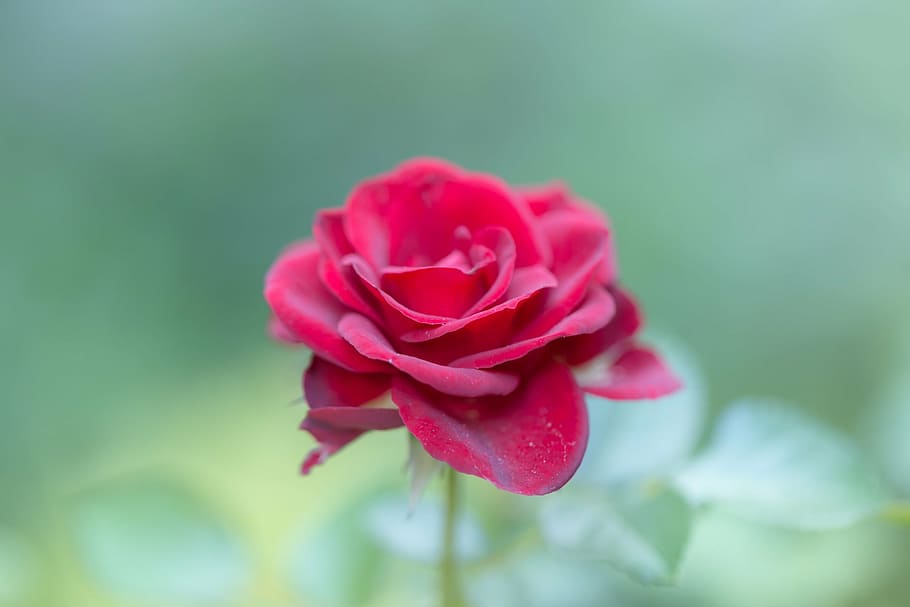 flor roja, selectiva, foto, rosa, rojo, pétalo, florecer, planta, naturaleza, desenfoque
