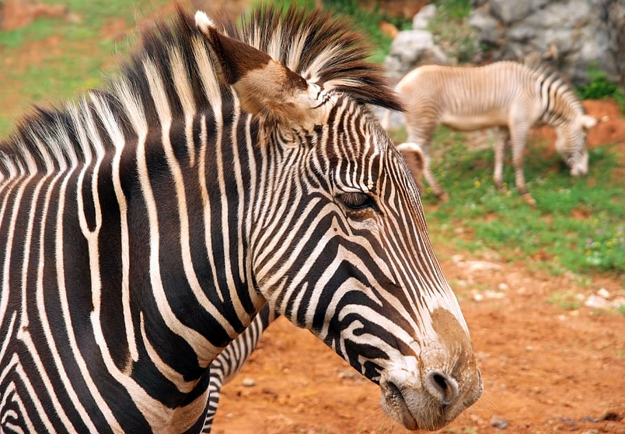 zebra, animals, mammal, stripes, africa, animal themes, animal, animal wildlife, animals in the wild, striped