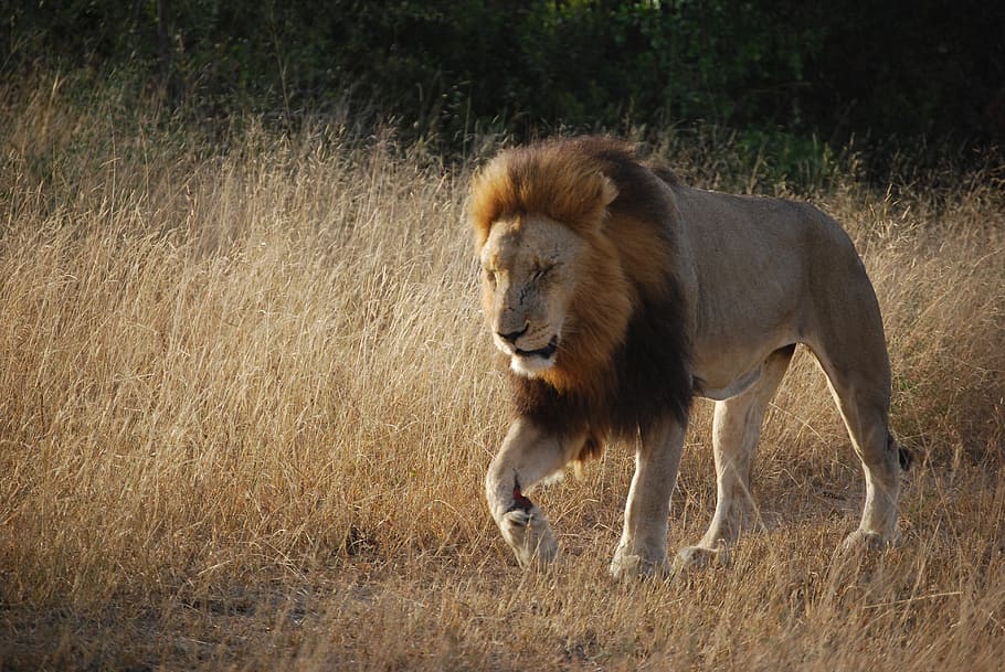 brown, lion, grasses, south africa, africa, safari, predator, leo, cat, lion - Feline