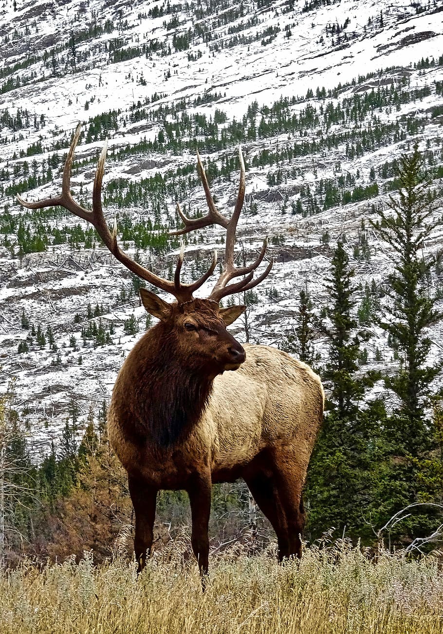 brown, reindeer, overlooking, snow, covered, mountain, stag, elk, antler, male