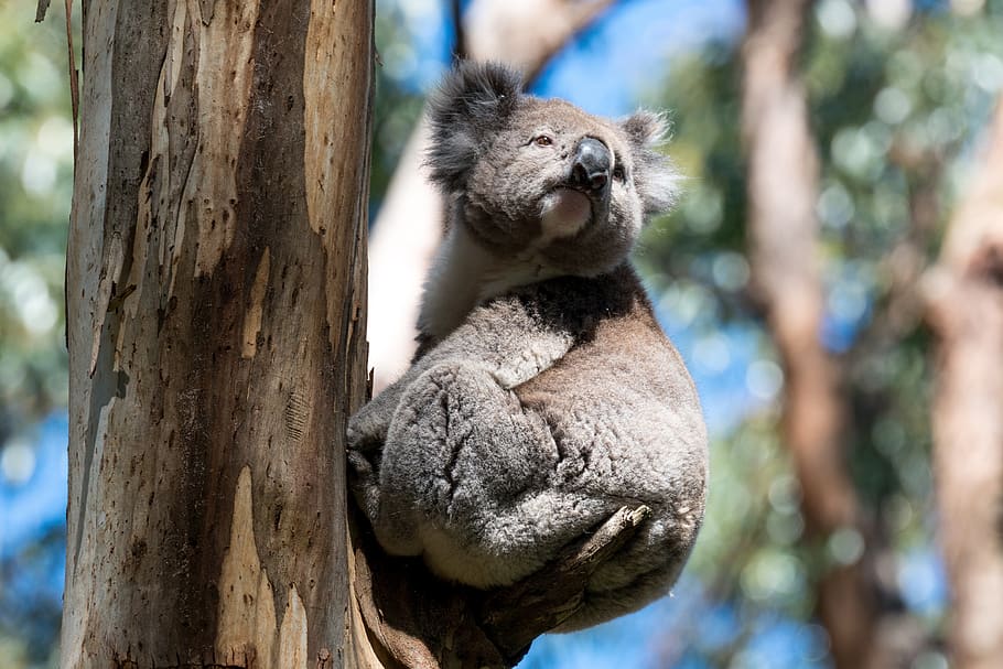 koala, australia, wildlife, australian, marsupial, nature, animals, wild,  tree, gumtree | Pxfuel