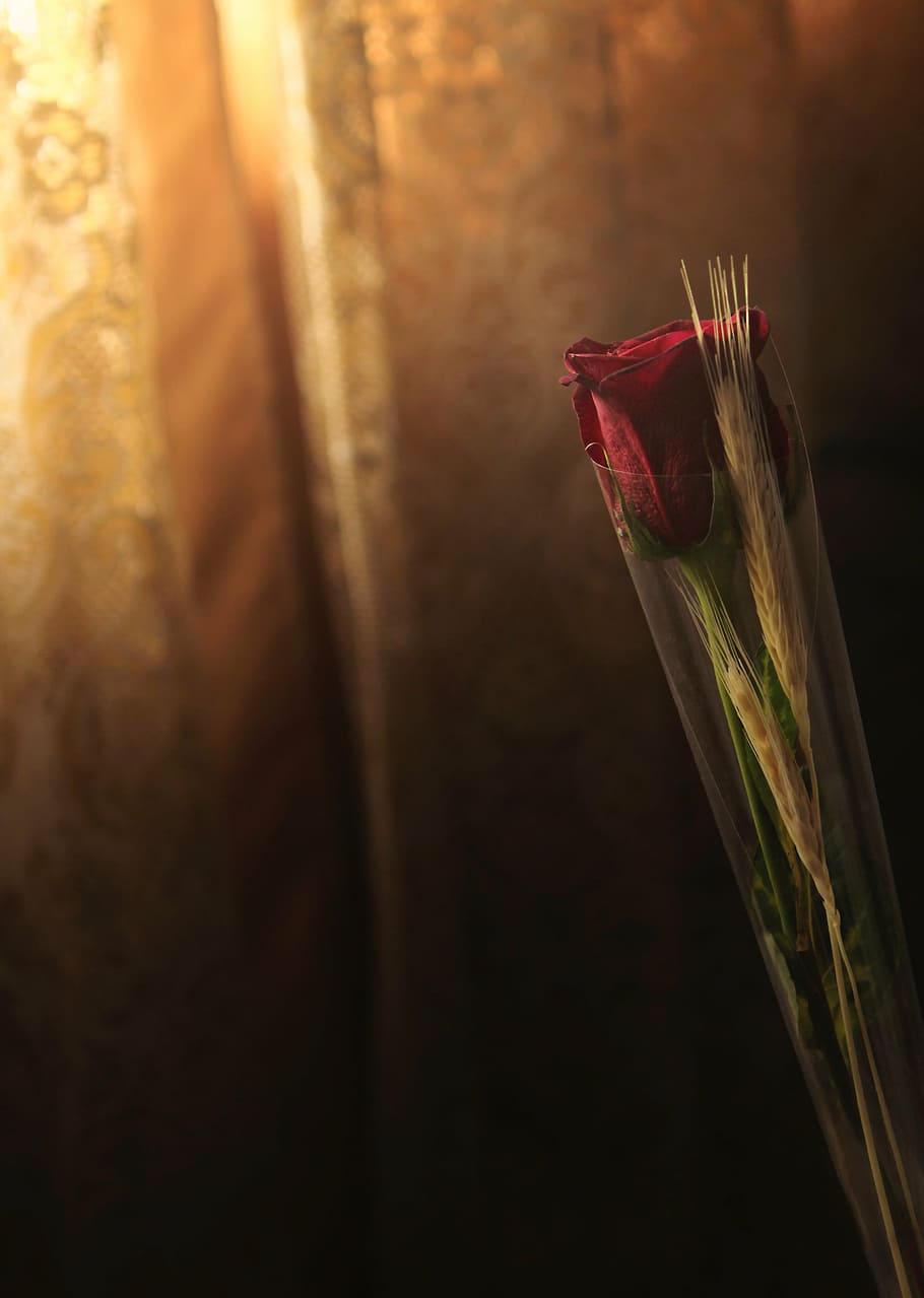 red, rose, front, brown, curtain, roses, flower, light, close-up, plant