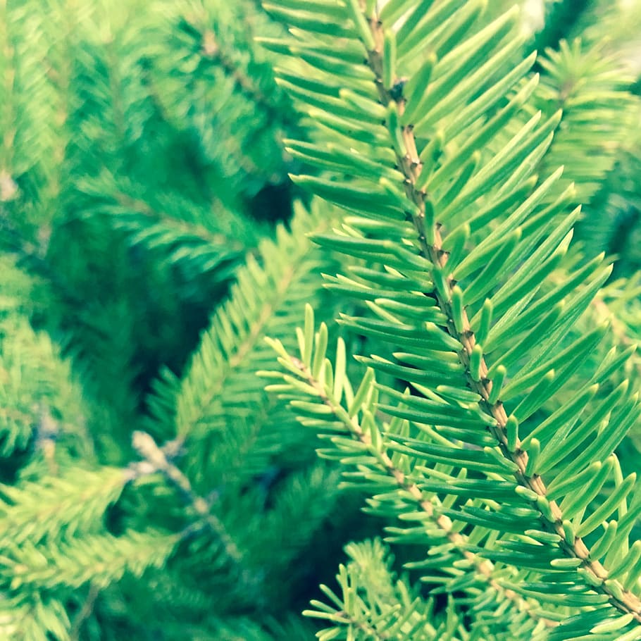 pine, tree, branch, branches, close up, needles, green color, plant, growth, close-up