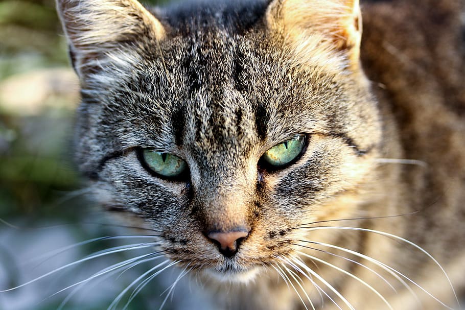 close-up photography, gray, tabby, cat, cat eye, domestic cat, cat head, tabby kitten, pets, állatportré