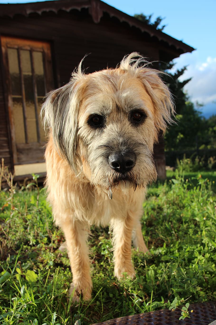 犬 ペット ハイブリッド 好奇心が強い 牧草地の犬 面白い スクラブ 家畜 哺乳類 動物テーマ Pxfuel