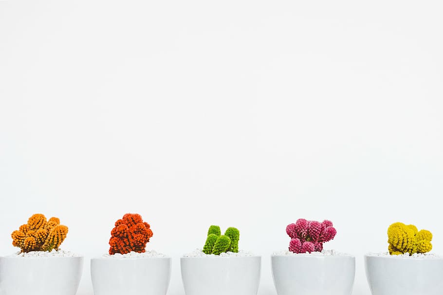 cinco, cactus de colores variados, blanco, maceta, planta, jardín, flor, colorido, pared, fondo blanco
