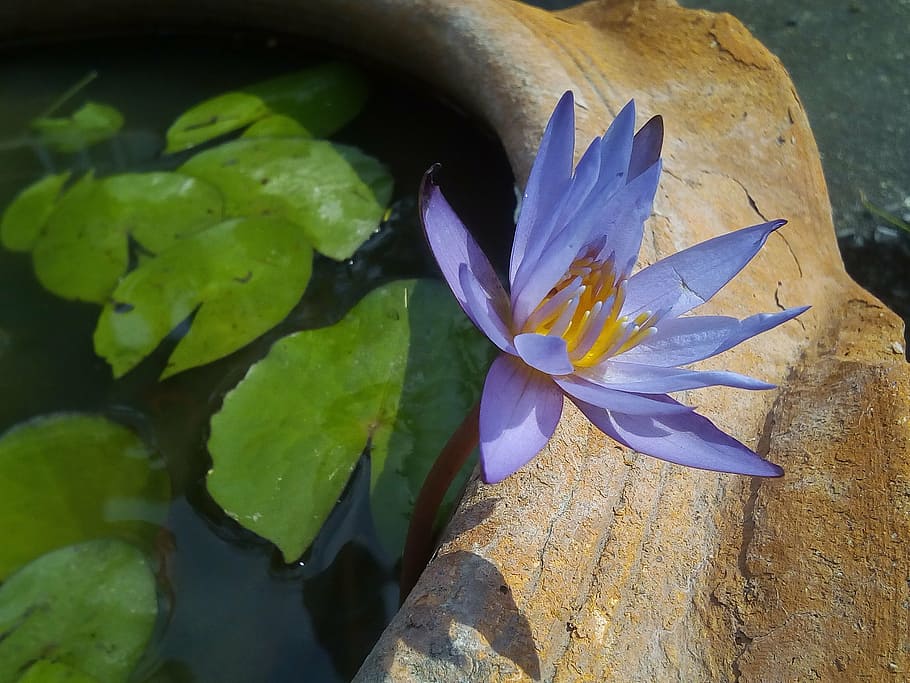 hoja de loto, loto, plantas acuáticas, flores, lago de loto, loto púrpura, cuenca de loto, agua, flor, naturaleza