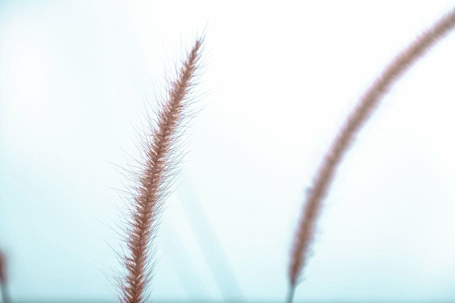 shallow, focus photography, brown, grass, wheat, plants, nature, day, outdoors, sky