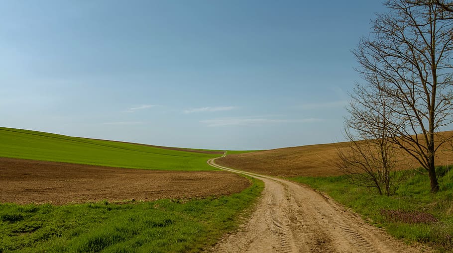pathway, middle, green, plains, path, field, fields, lane, nature, tree