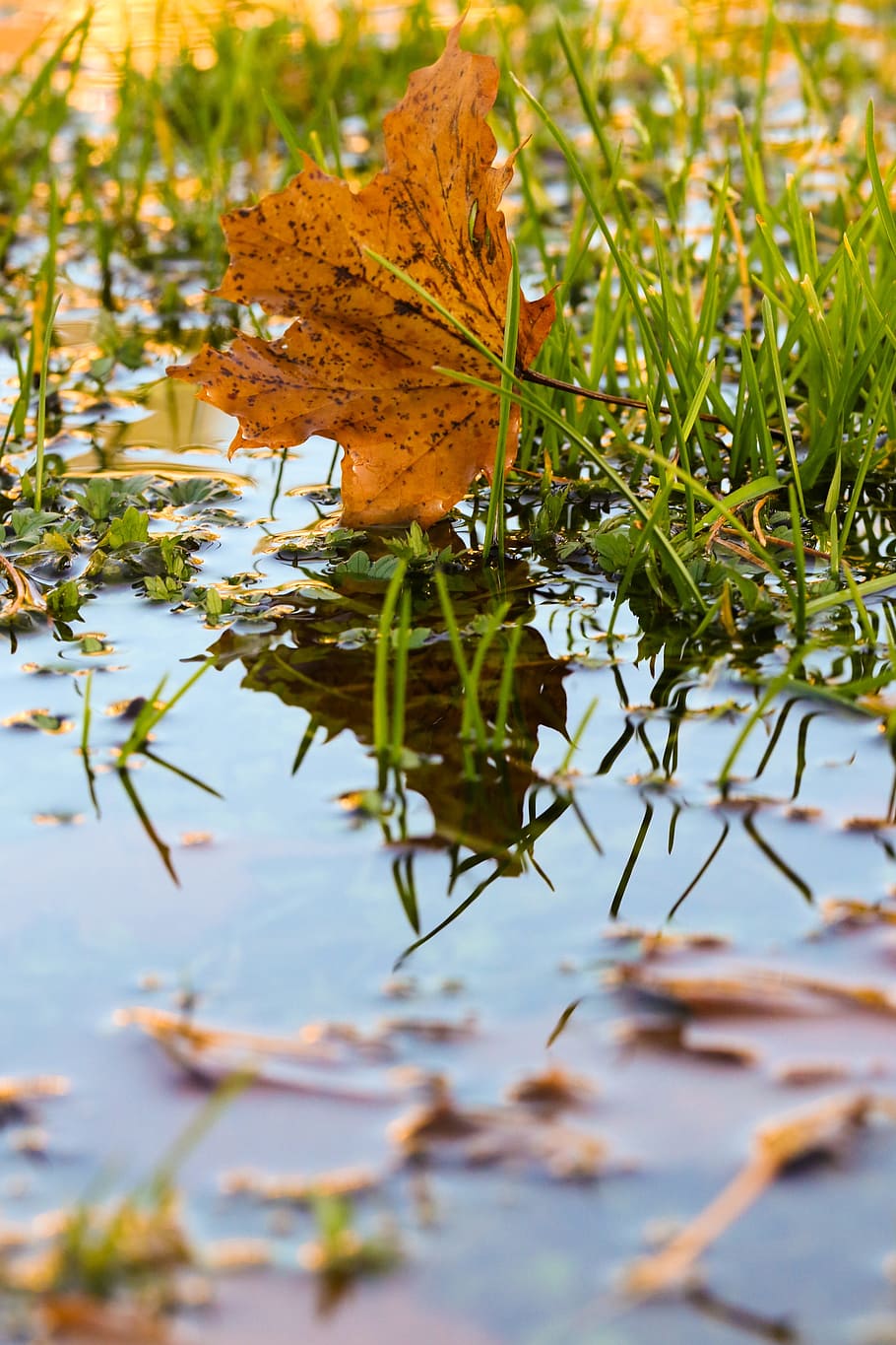 leaf, autumn, puddle, leaves, color, fall, plant part, nature, plant, water