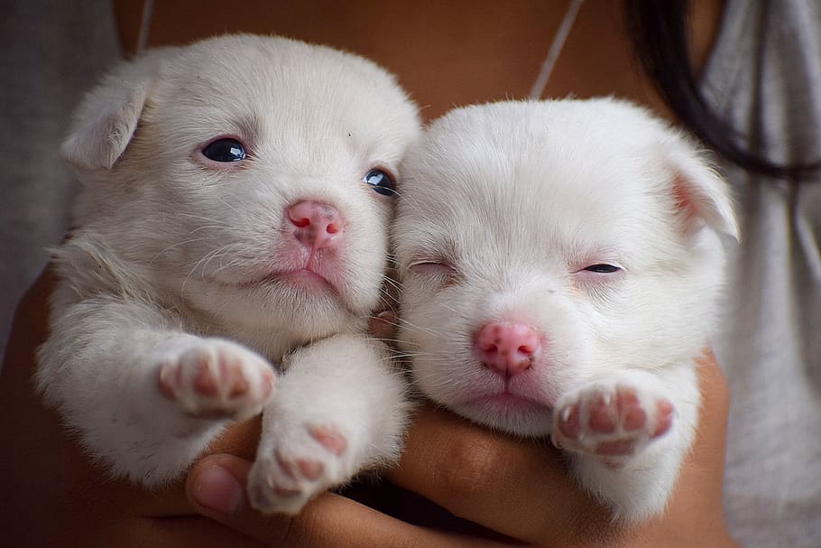 puppies, dog, animal, pet, puppy, cute, young, canine, doggy, eye