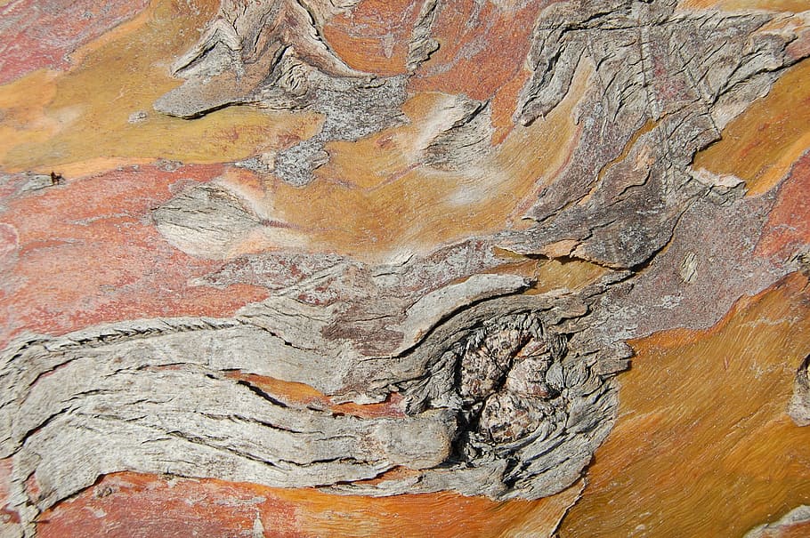 árvore, casca, fundo, tronco, floresta, textura, velho, padrão, natural, superfície