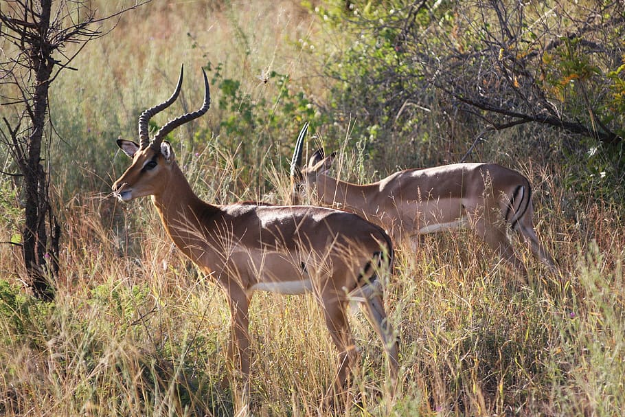 antelope, south africa, animals, national park, safari, wilderness, steppe, animal wildlife, animal themes, animal